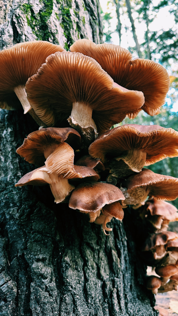 Mushrooms, Portland, Maine